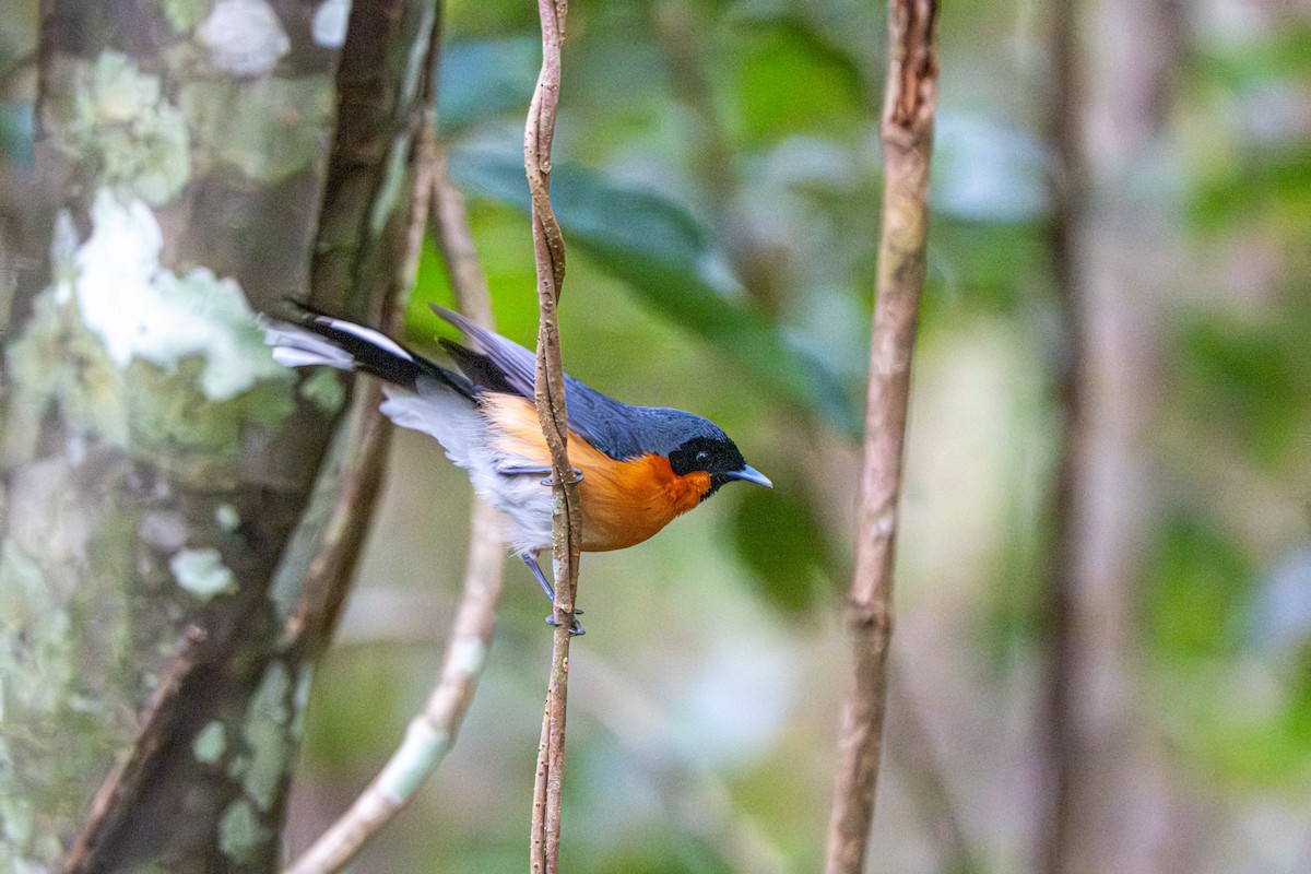 Australian Spectacled Monarch - ML646076672