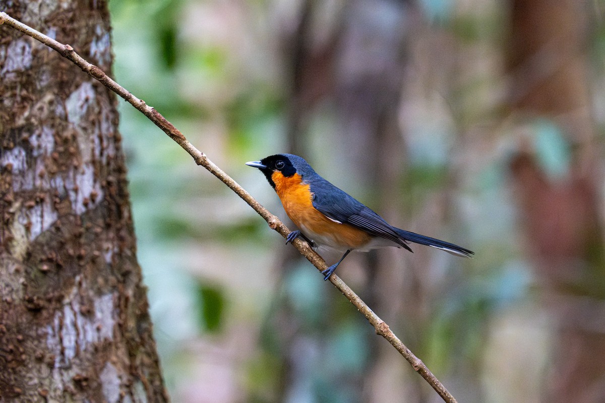 Australian Spectacled Monarch - ML646076673