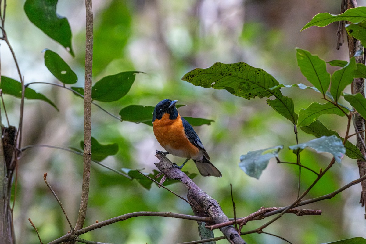 Australian Spectacled Monarch - ML646076674