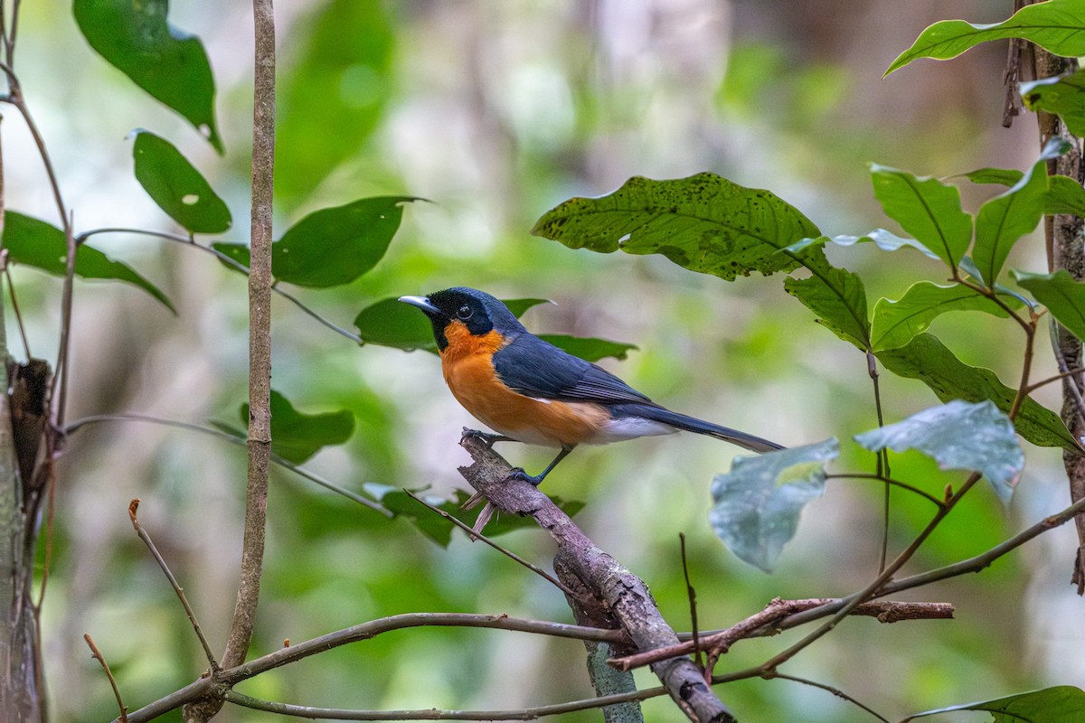 Australian Spectacled Monarch - ML646076675