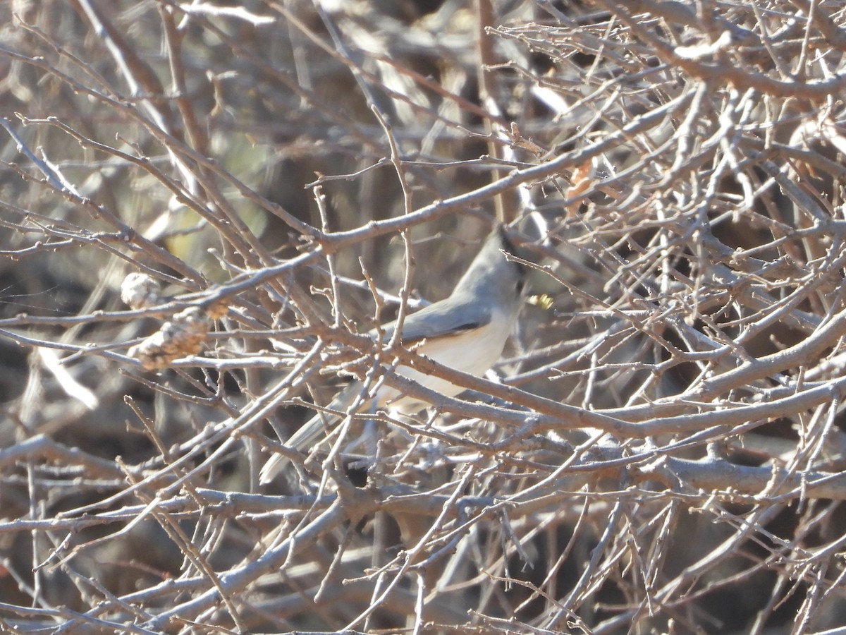 Black-crested Titmouse - ML646076676