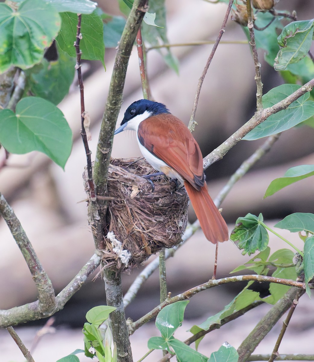 Shining Flycatcher - ML646076680