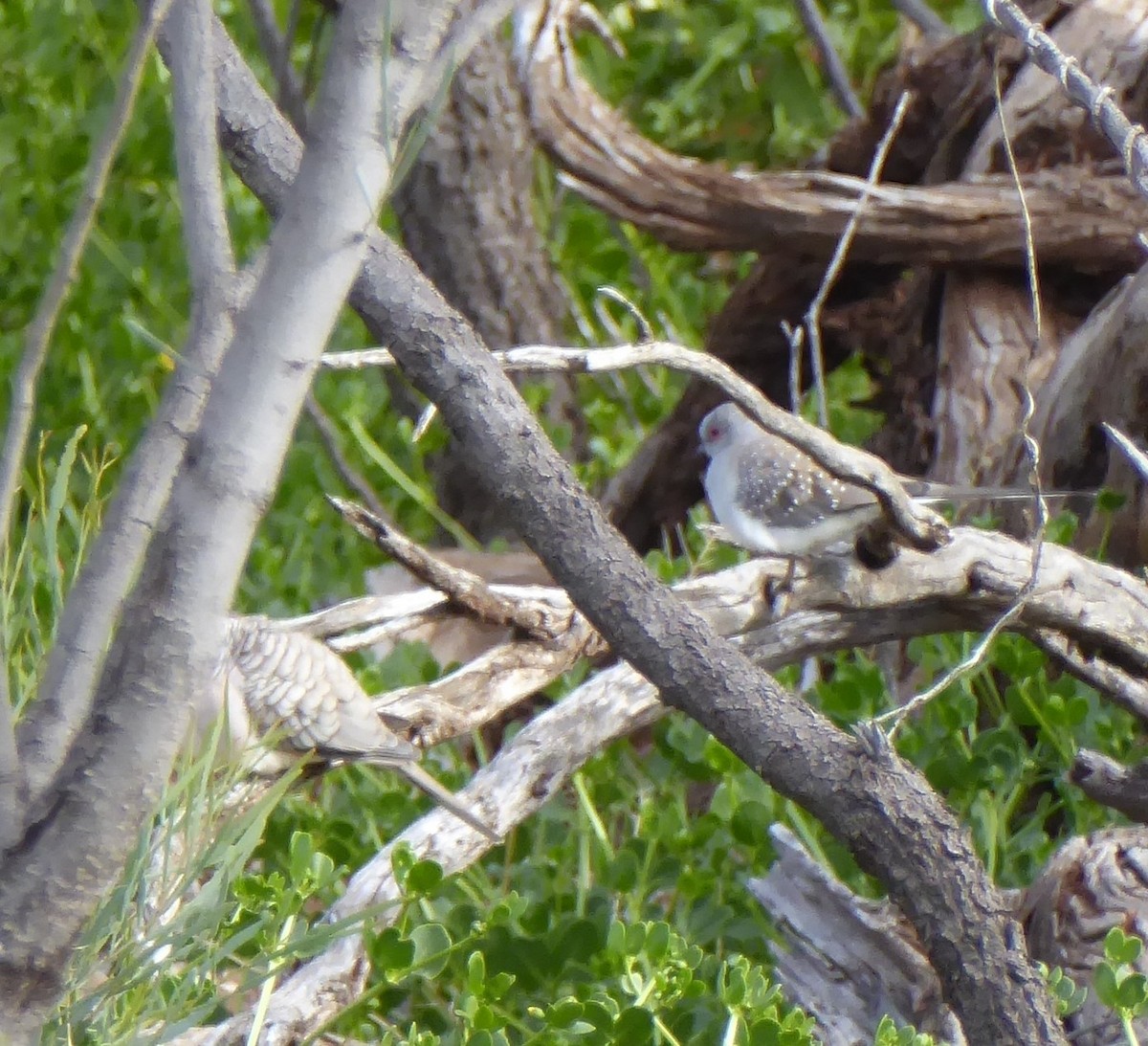 ウスユキバト - ML646076696