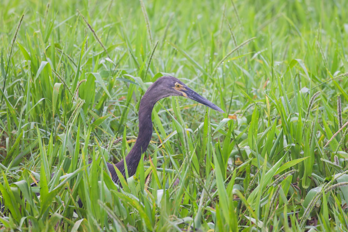 volavka šedohnědá - ML646076699