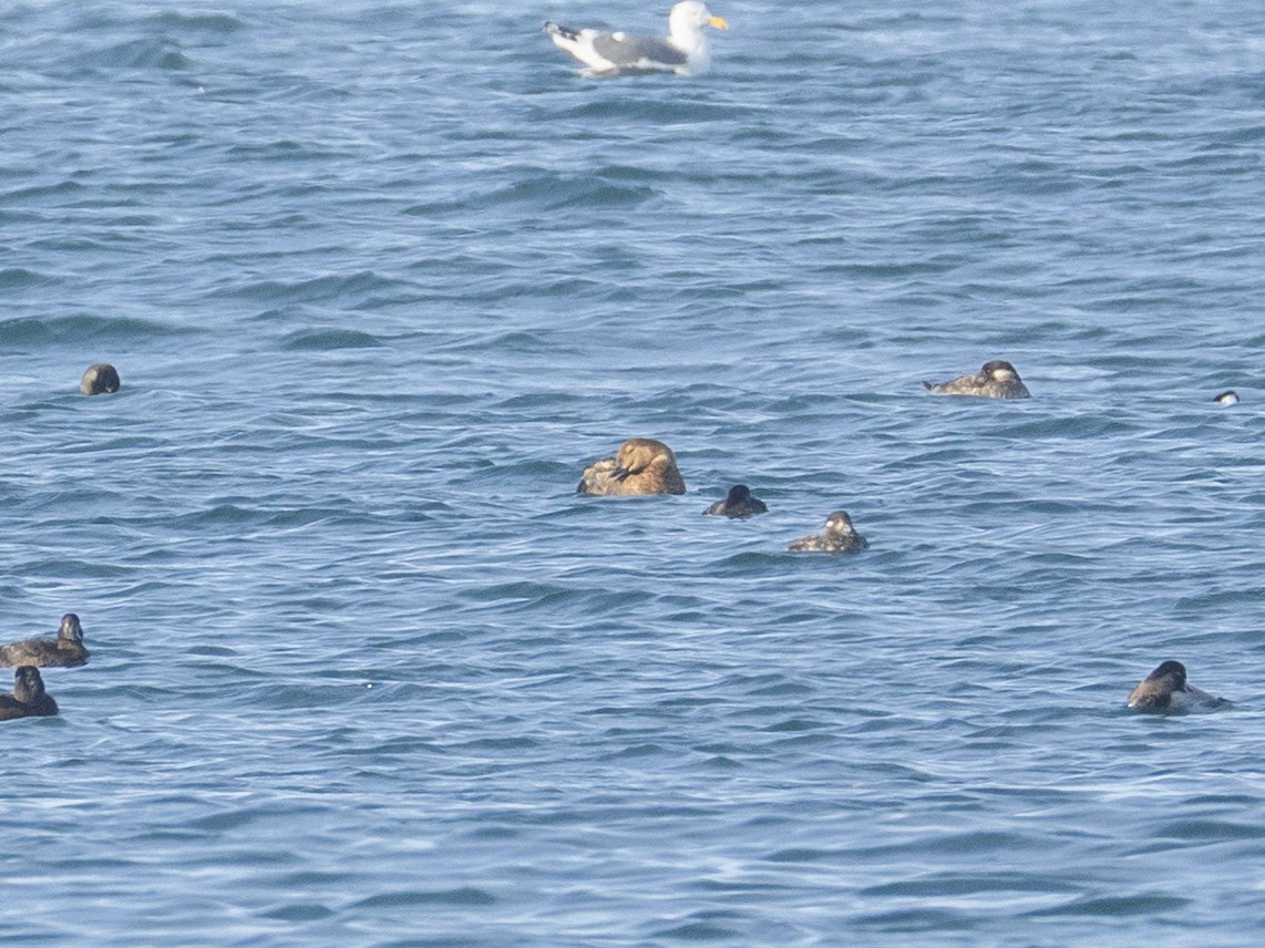 King Eider - ML646076700