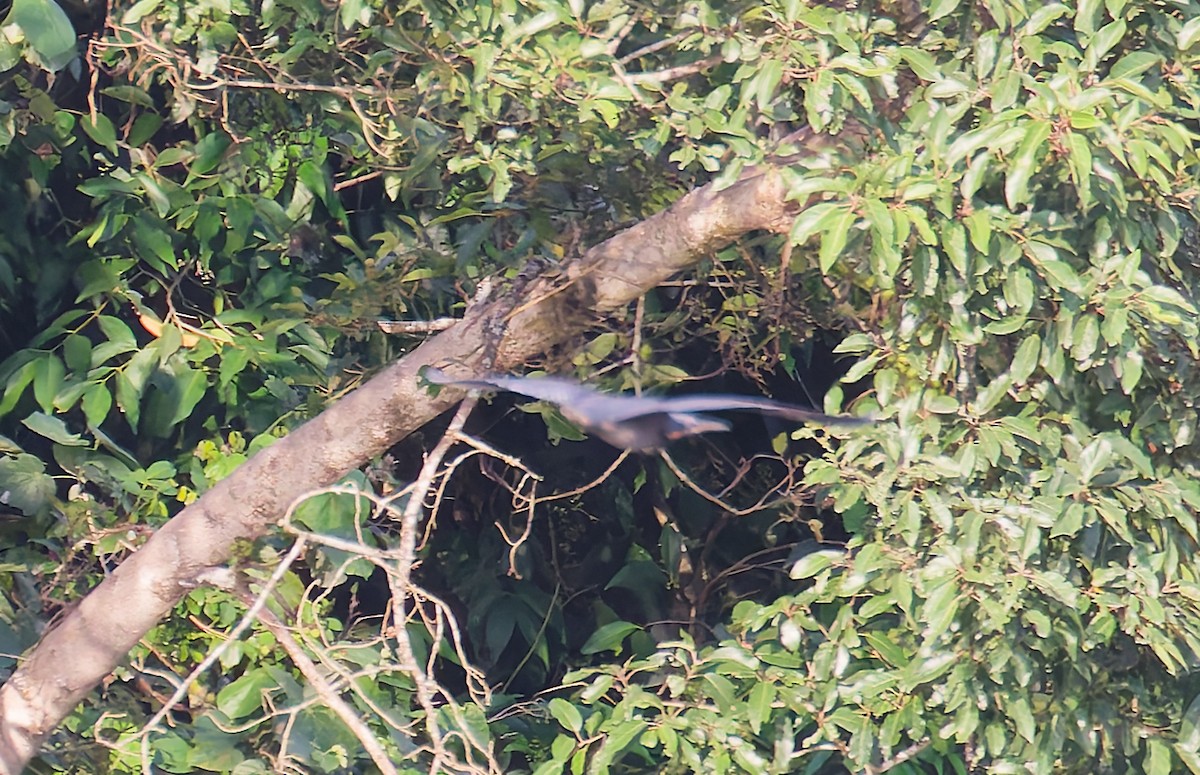 bukáček žlutokrký - ML646076705