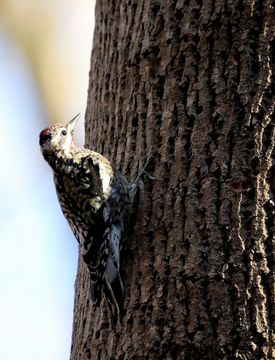 Yellow-bellied Sapsucker - ML646076708