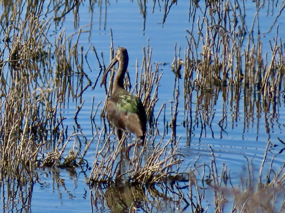 White-faced Ibis - ML646076710