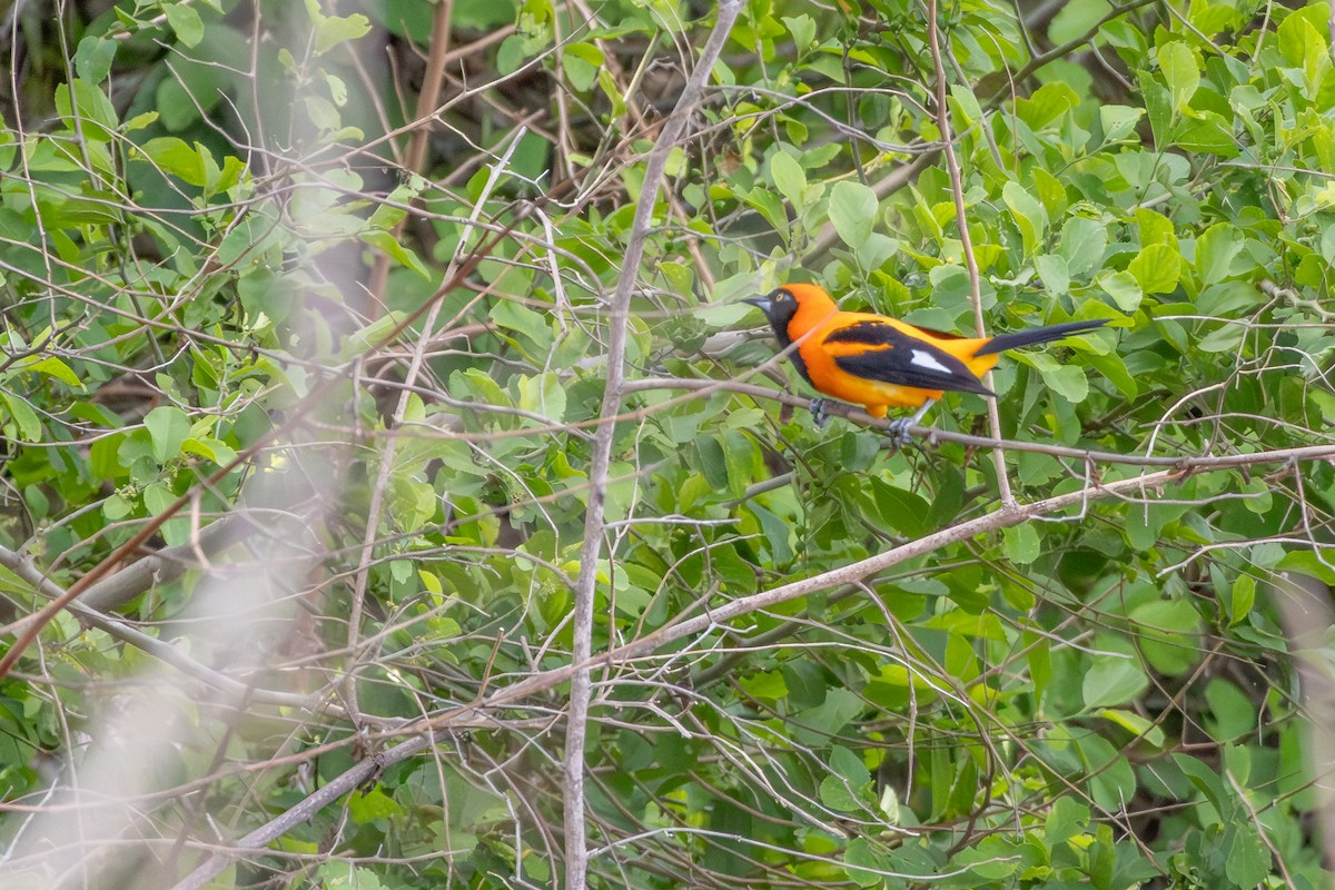 Orange-backed Troupial - ML646076712