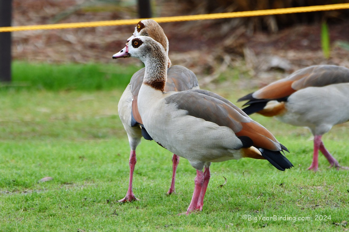 Egyptian Goose - ML646076715