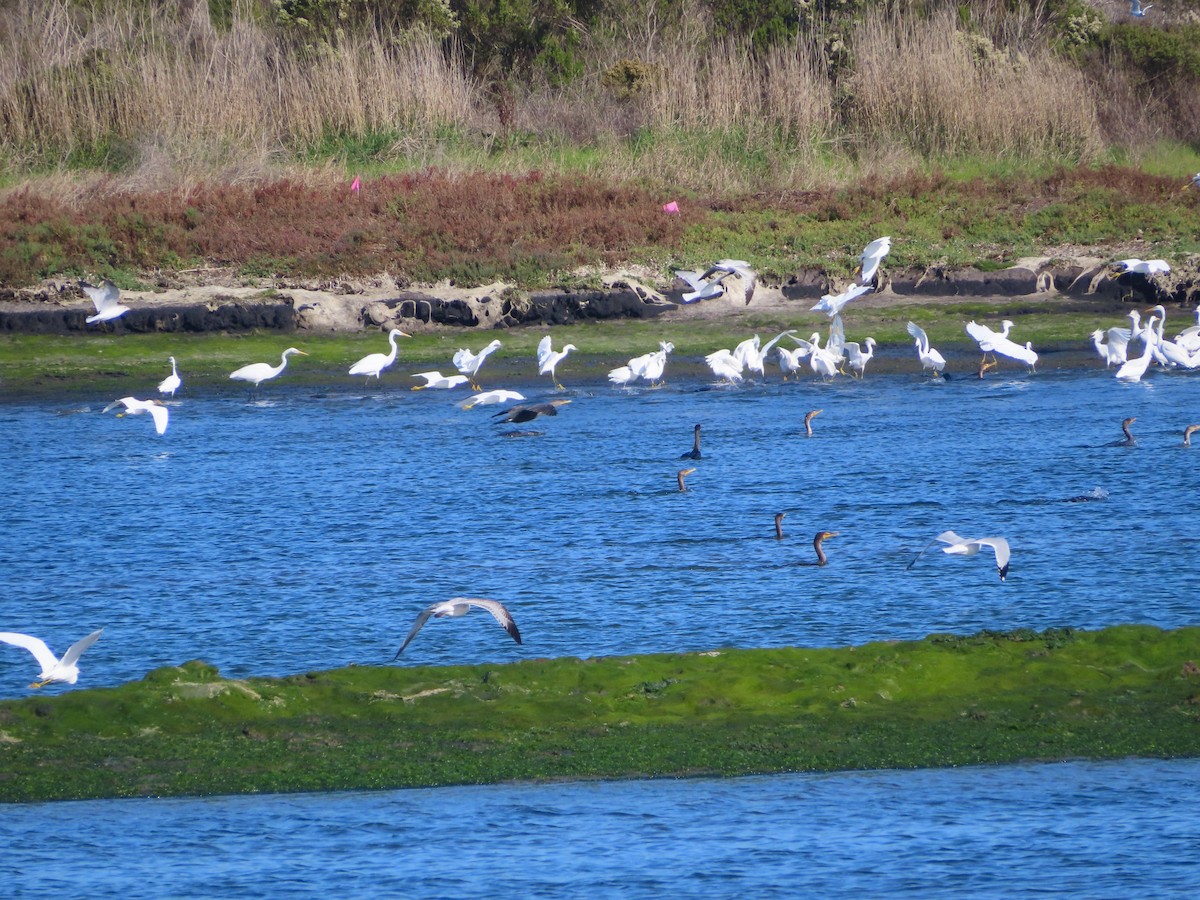 Great Egret - ML646076730