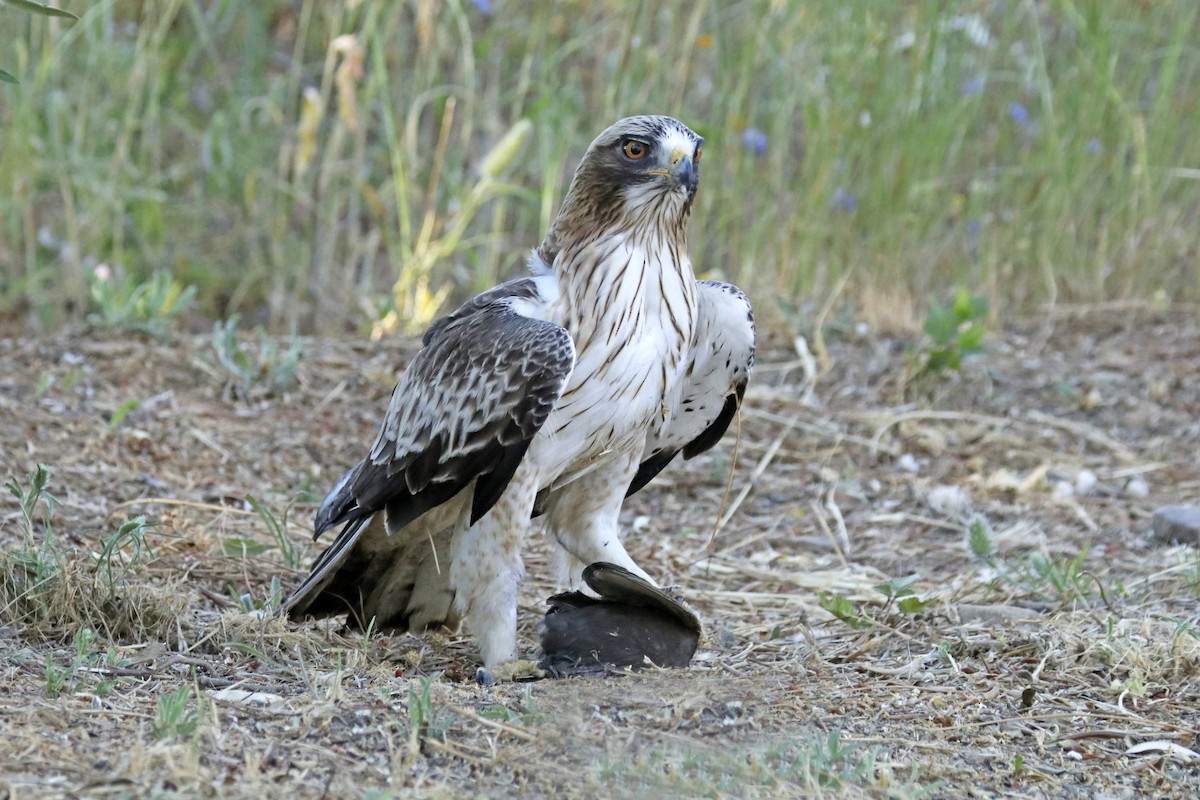 Aquila minore - ML646076737