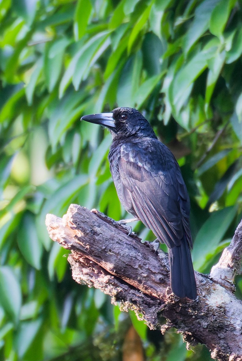 flétňák černý - ML646076738