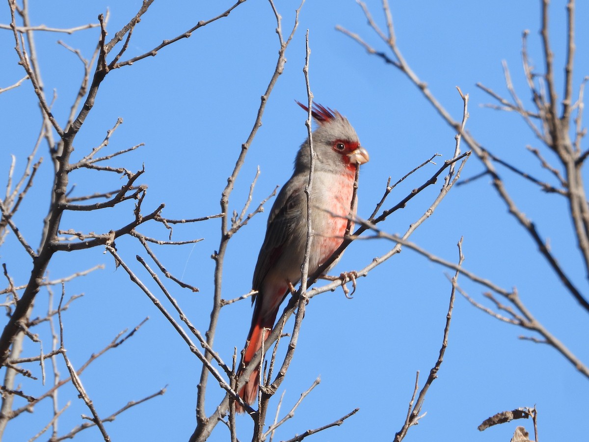 Pyrrhuloxia - ML646076742