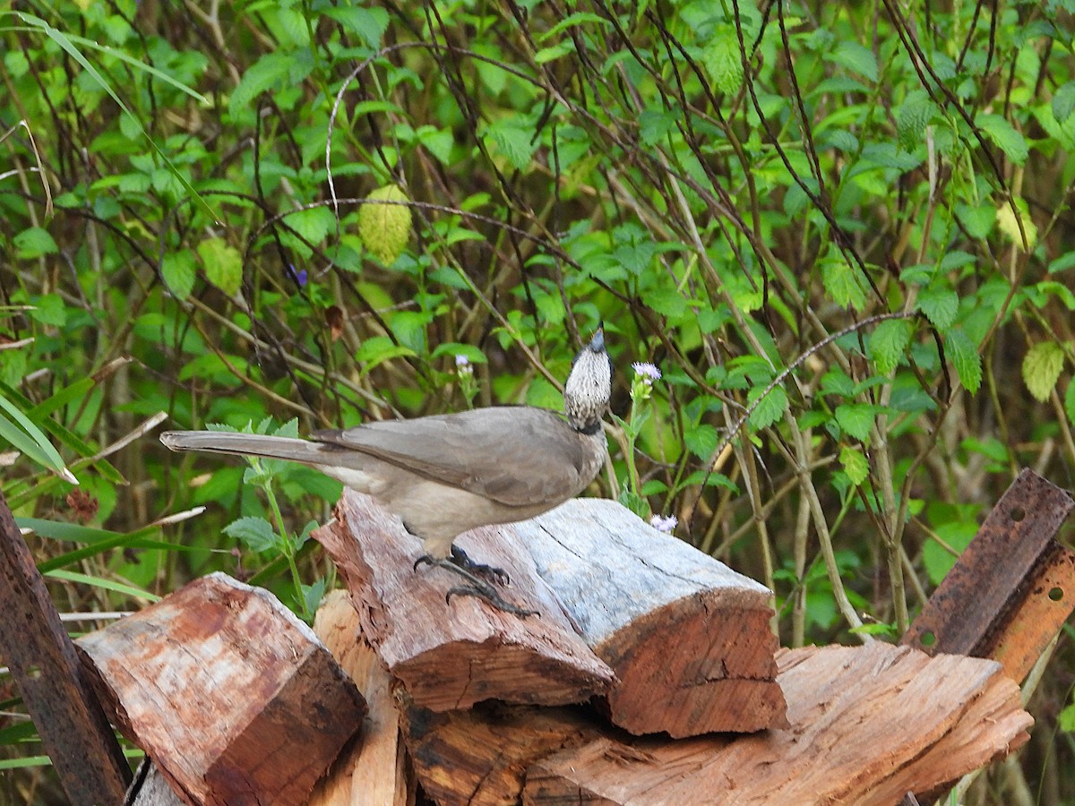 Helmlederkopf - ML646076762