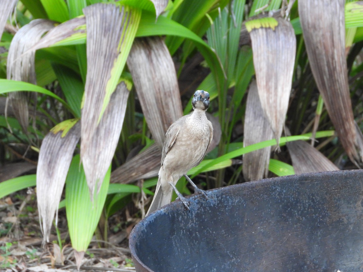Helmlederkopf - ML646076763