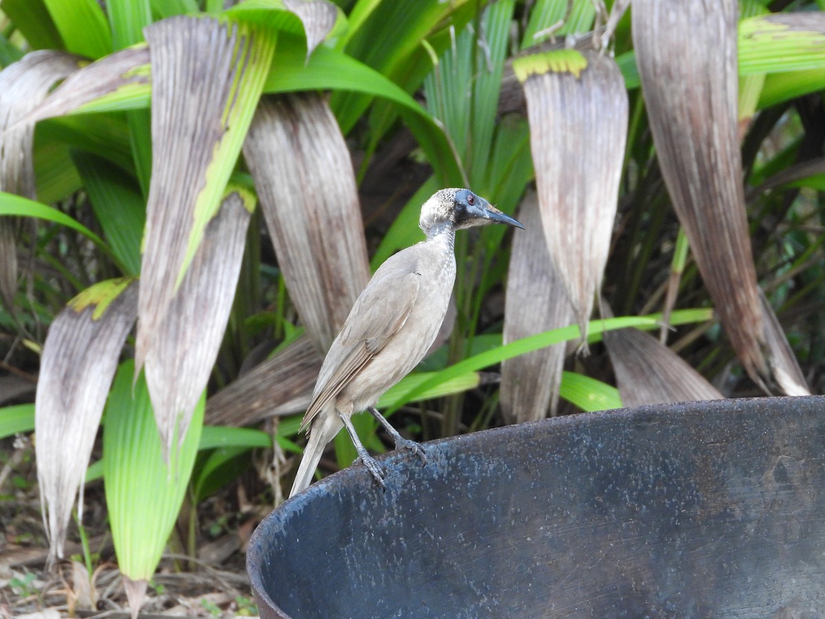 Helmlederkopf - ML646076764