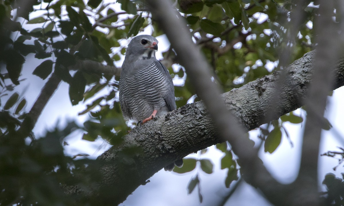 Lizard Buzzard - ML646076783