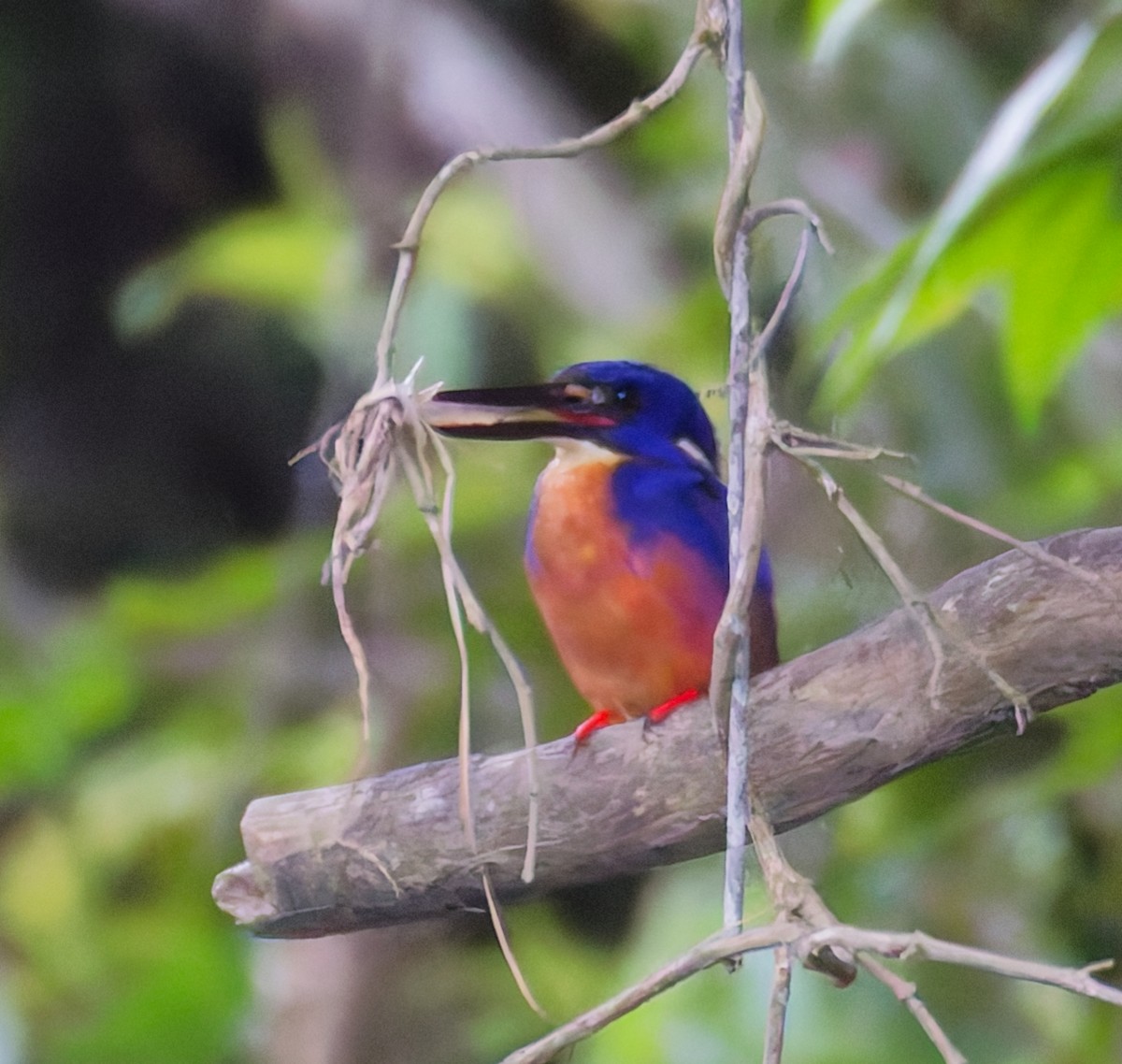 ledňáček azurový - ML646076784