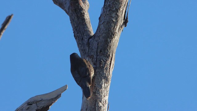 White-throated Treecreeper - ML646076785
