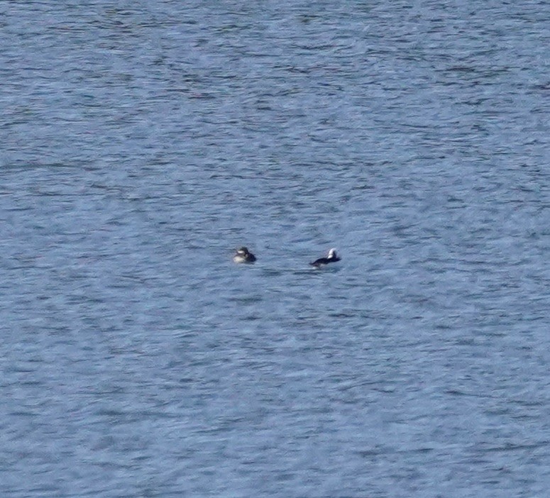 Murgilari buruzuria - ML646076787