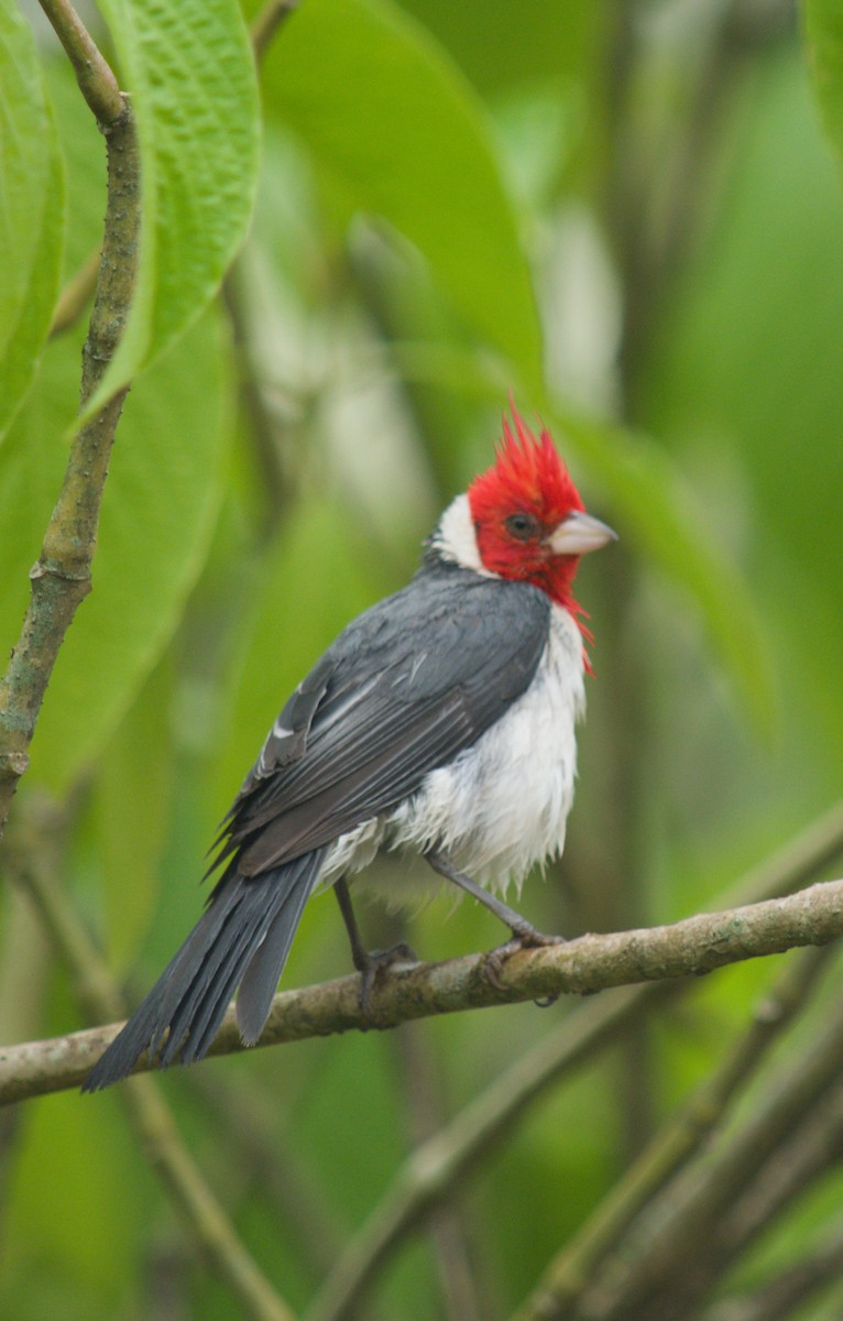 Red-crested Cardinal - ML646076798