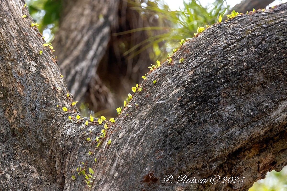 Animals - ML646076808