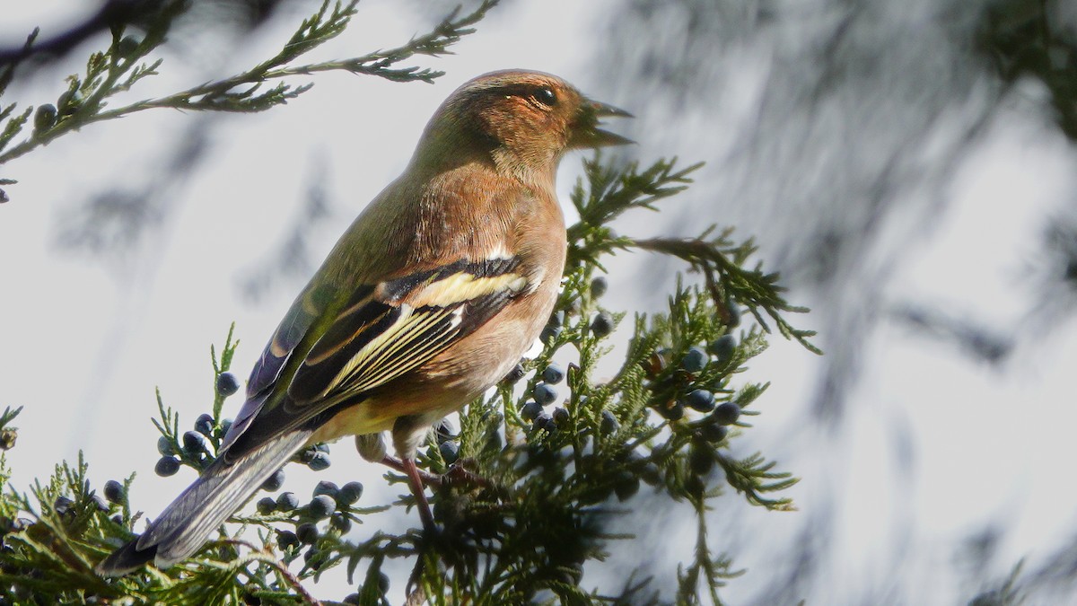 Common Chaffinch - ML646076809