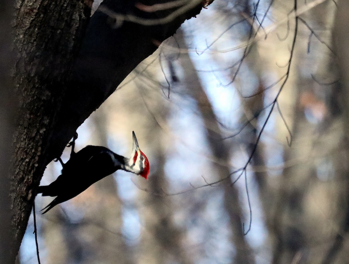 Pileated Woodpecker - ML646076813