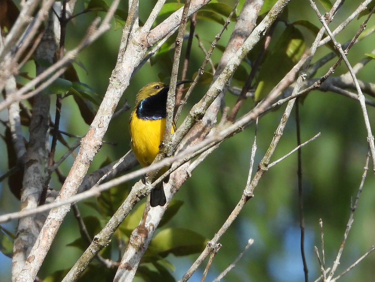 Sahul Sunbird - ML646076814