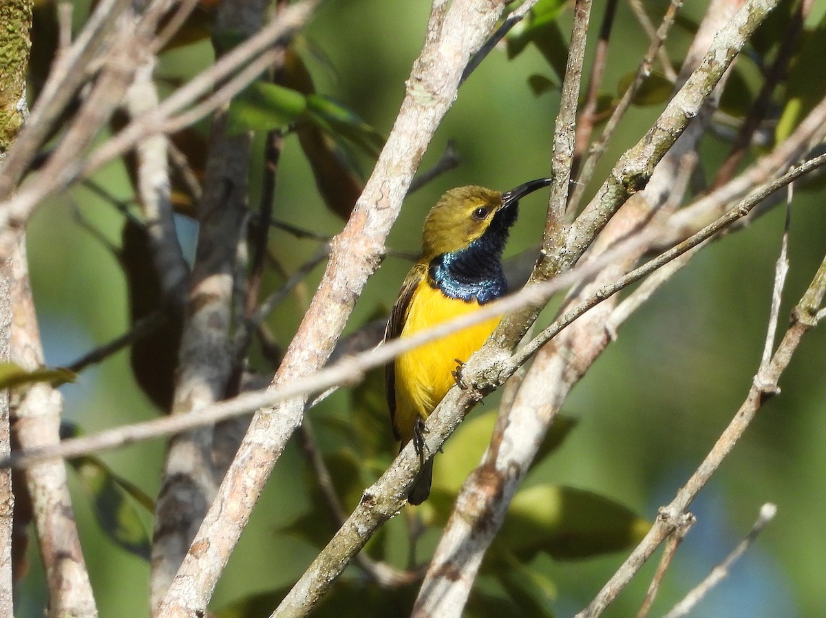 Sahul Sunbird - ML646076815