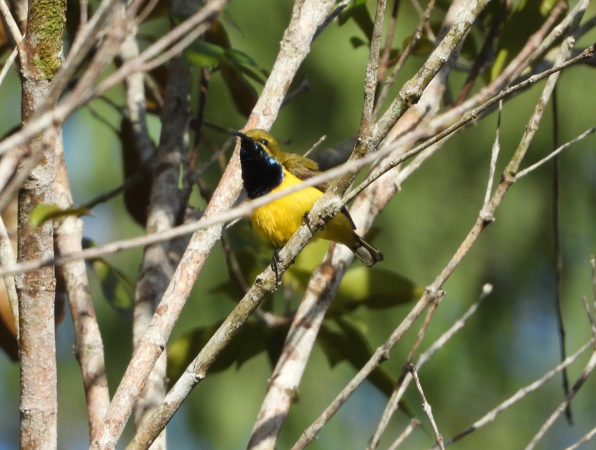 Sahul Sunbird - ML646076816