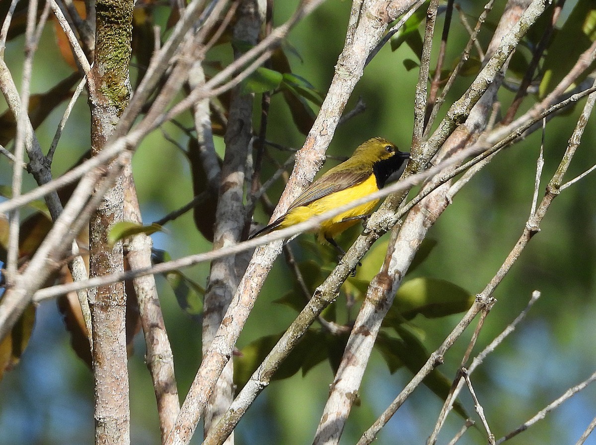 Sahul Sunbird - ML646076817