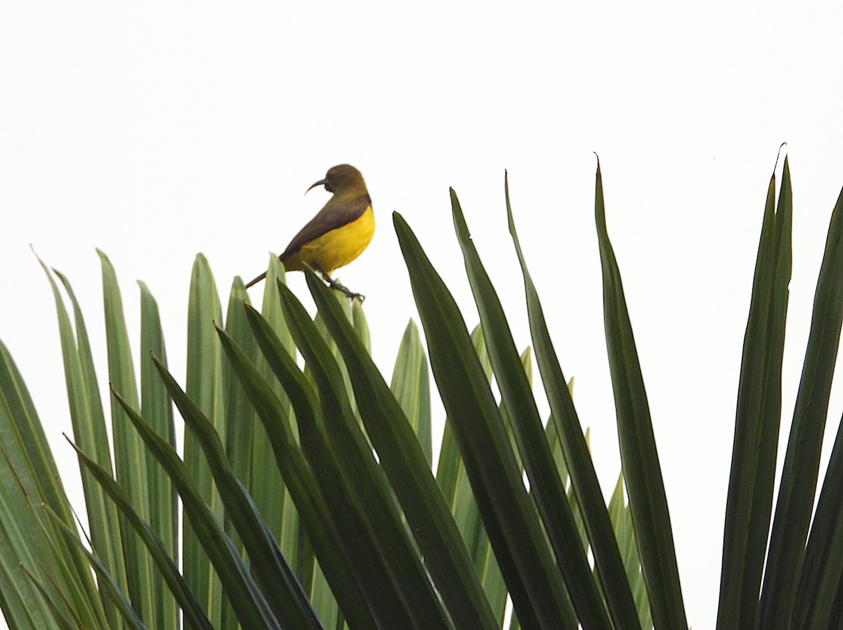 Sahul Sunbird - ML646076818