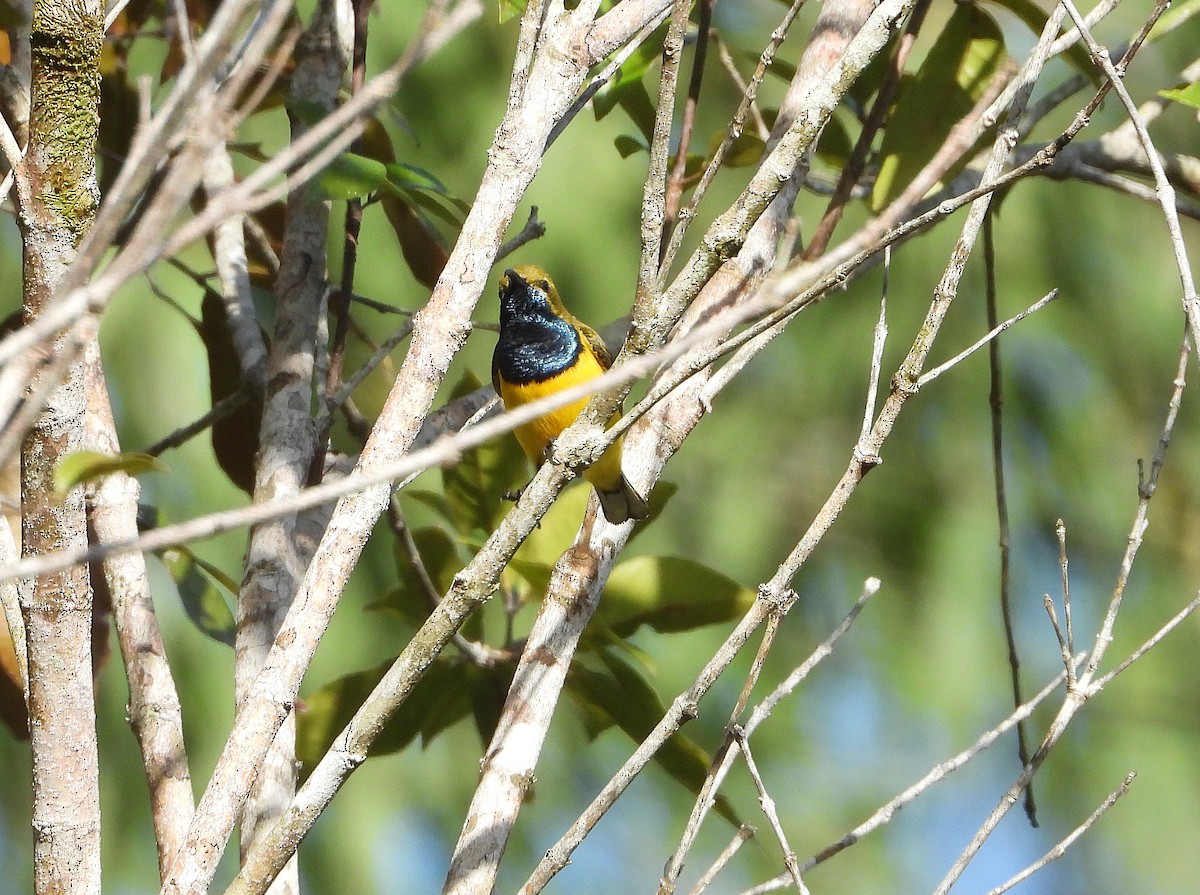 Sahul Sunbird - ML646076819