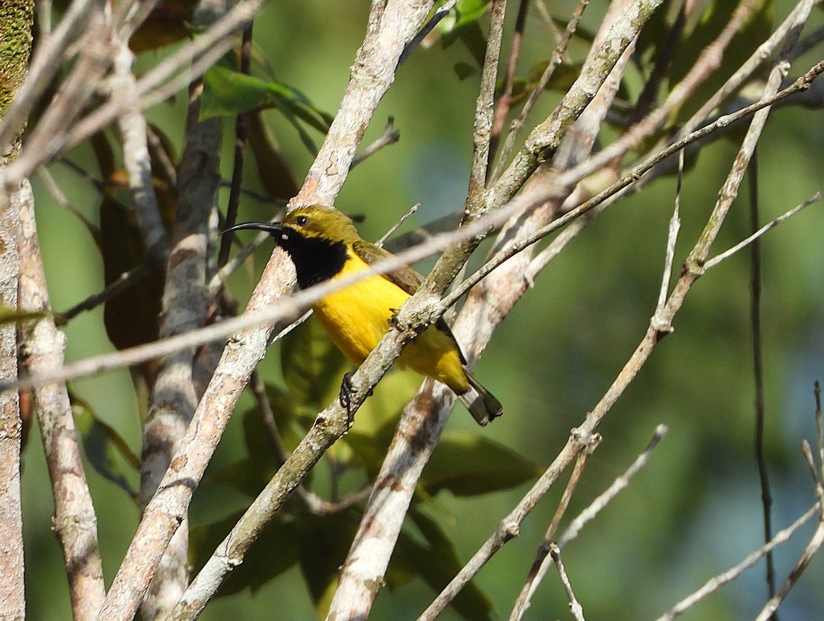 Sahul Sunbird - ML646076820