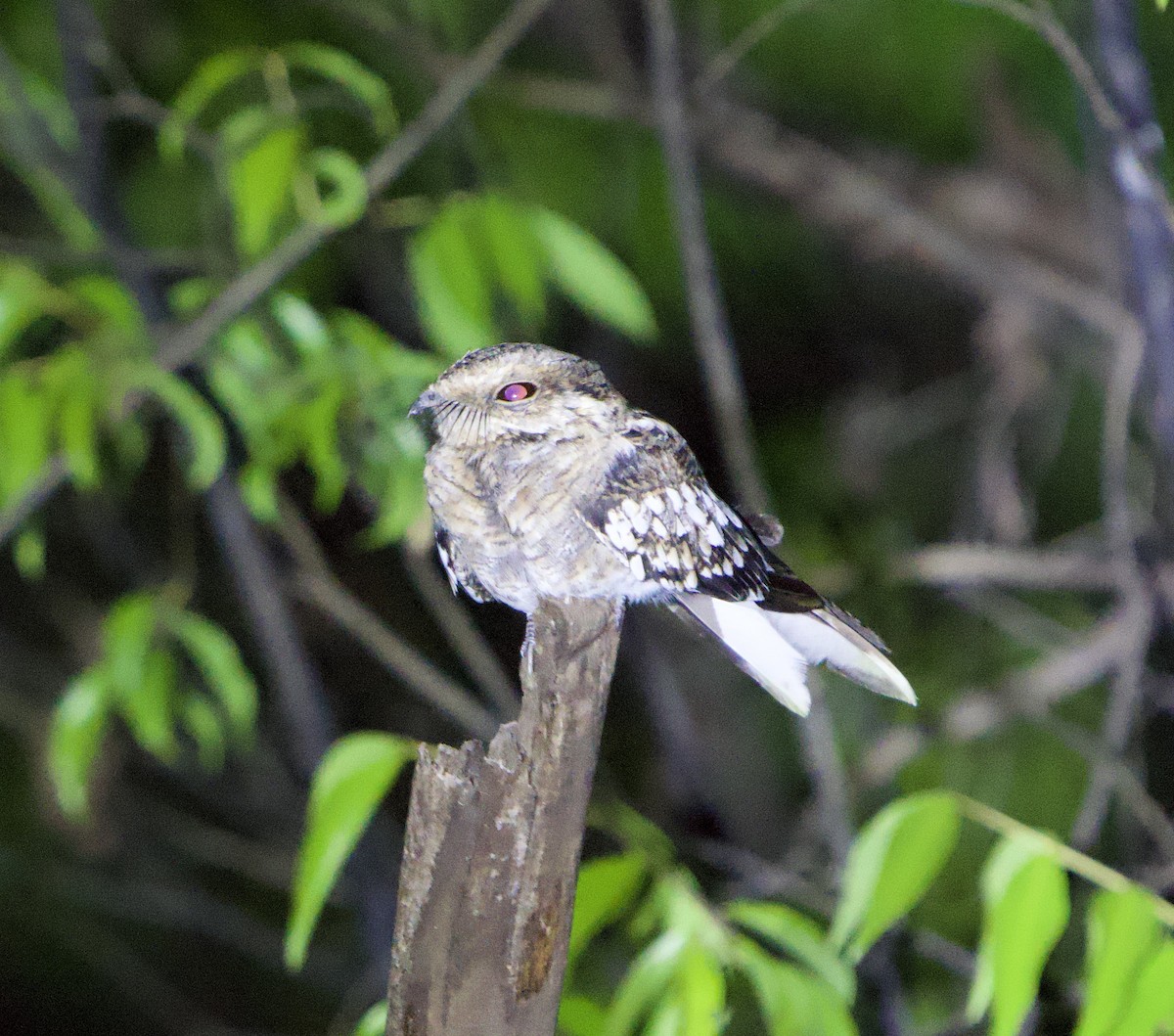 Ladder-tailed Nightjar - ML646076821
