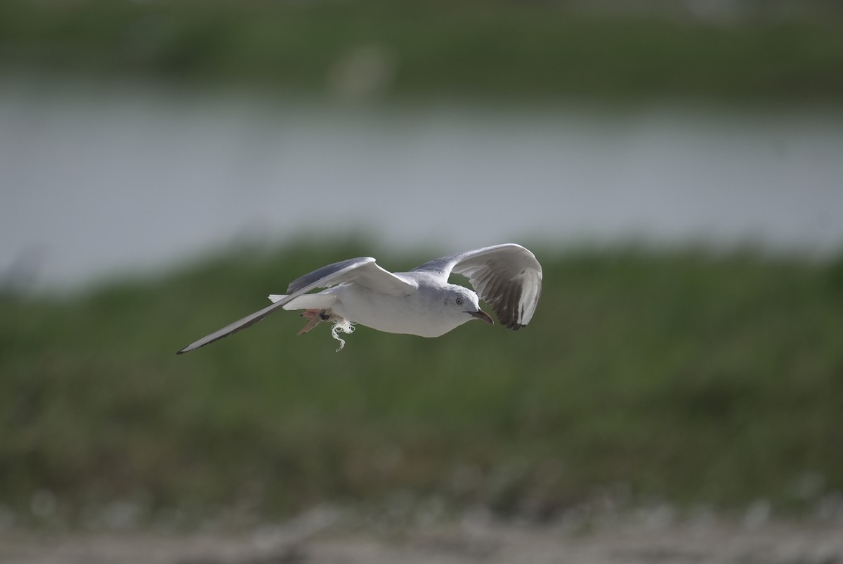 Slender-billed Gull - ML646076824