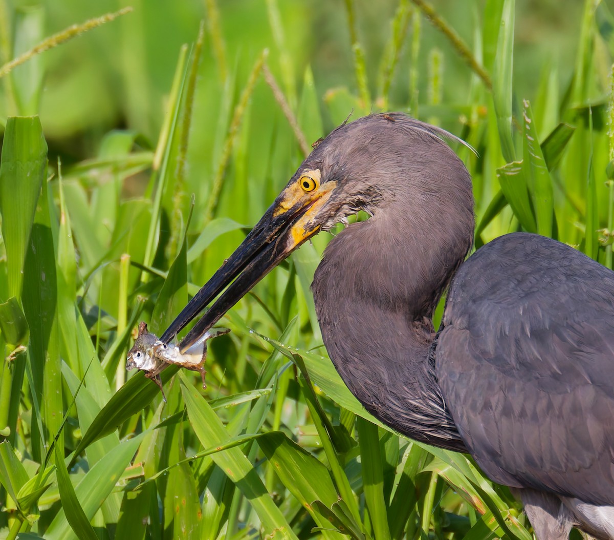 volavka šedohnědá - ML646076832