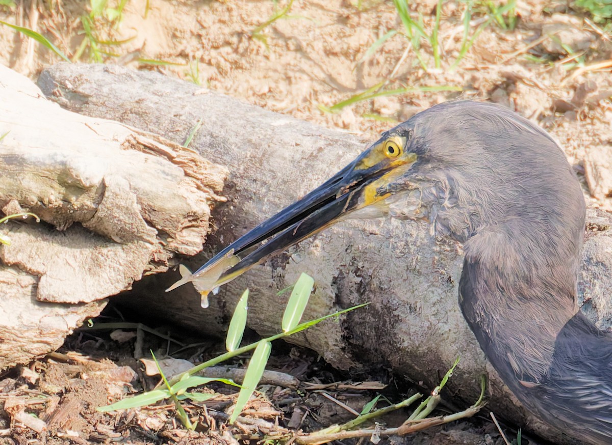 volavka šedohnědá - ML646076833