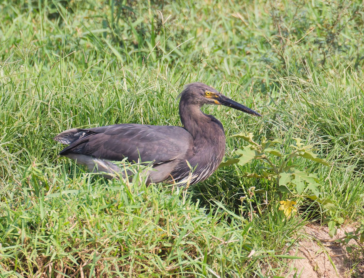 volavka šedohnědá - ML646076834