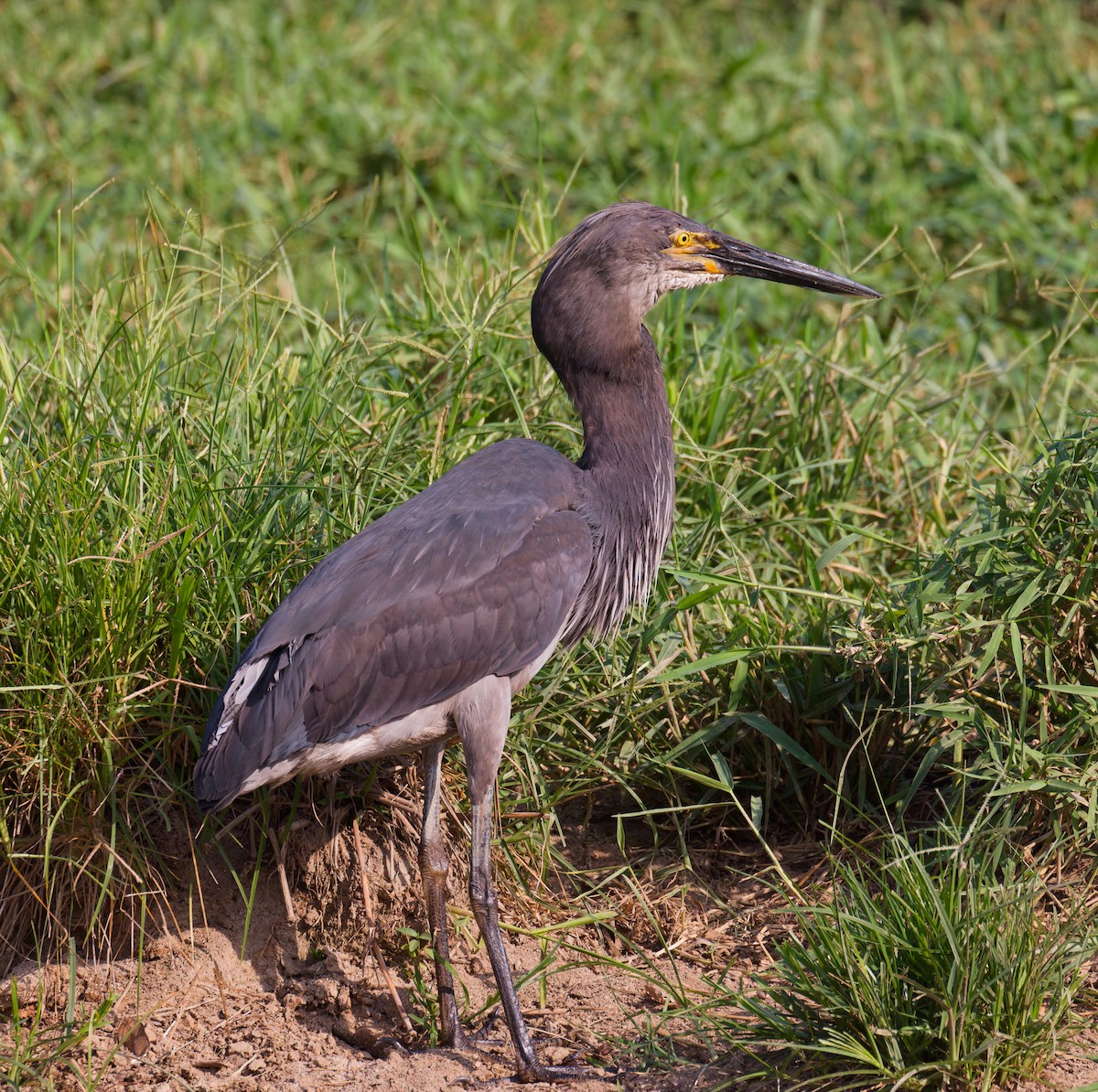 volavka šedohnědá - ML646076835