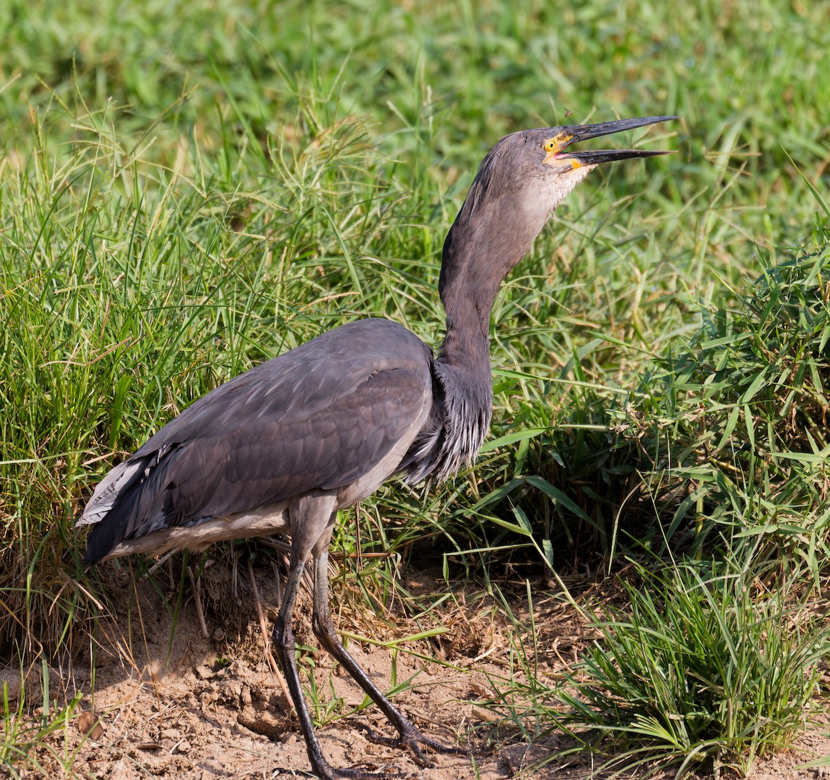 volavka šedohnědá - ML646076836