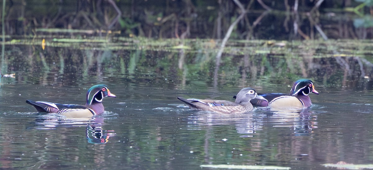 Ahate karolinarra - ML646076837