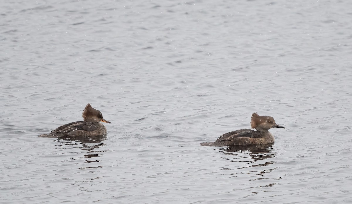 Hooded Merganser - ML646076838