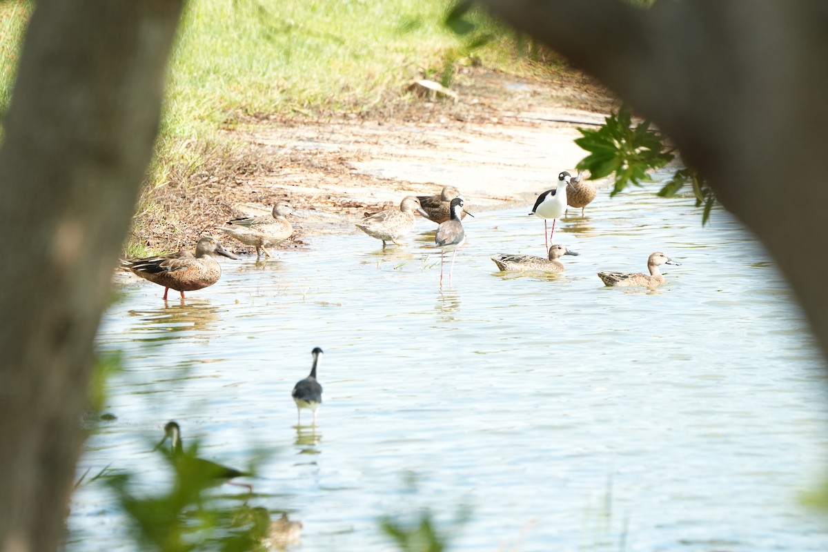 Широконіска північна - ML646076839