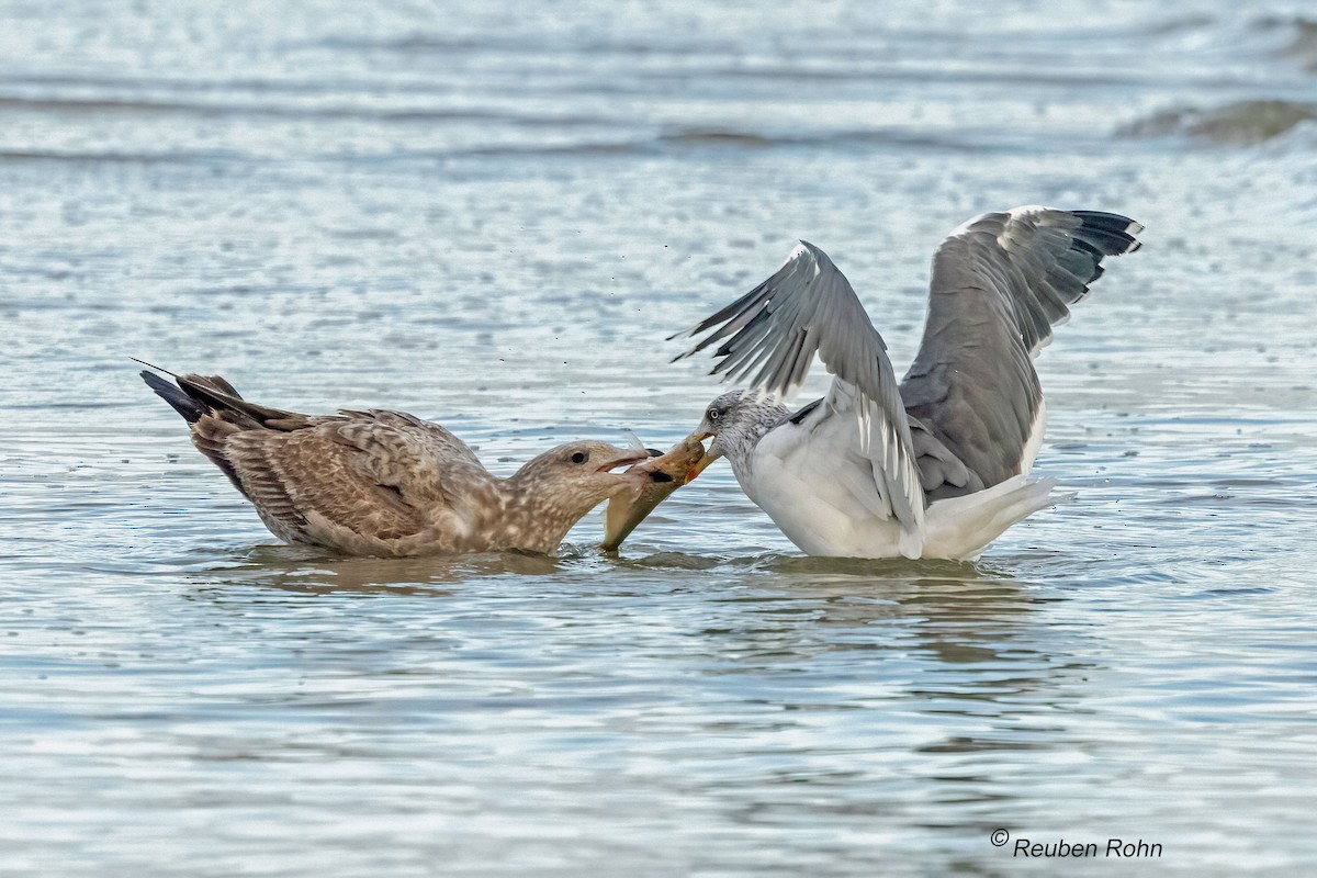 American Herring Gull - ML646076856