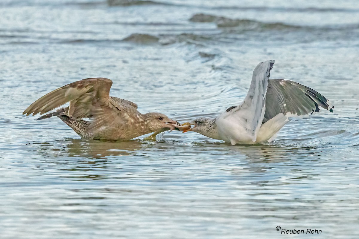 American Herring Gull - ML646076857