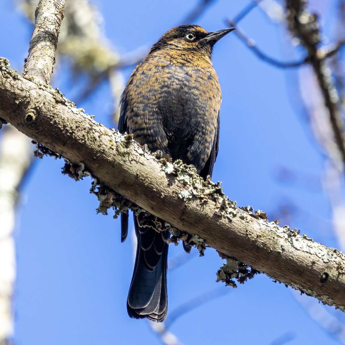 Rusty Blackbird - ML646076858