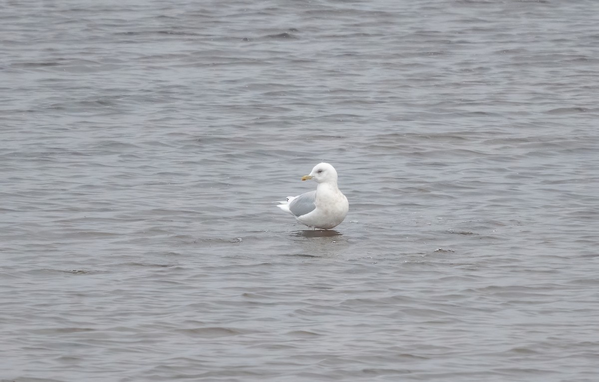 Iceland Gull - ML646076859